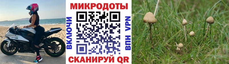 Купить  Сурск  Галлюциногенные грибы Magic Shrooms 
